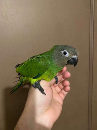 Dusky Conure for Sale