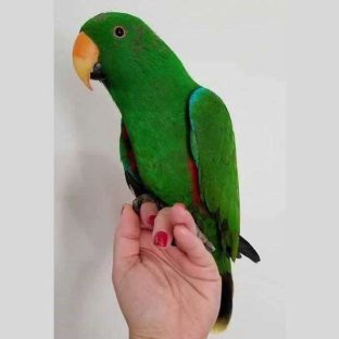 Eclectus Parrots for Sale