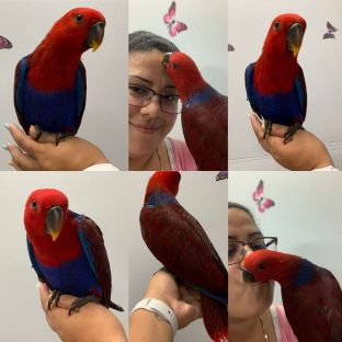 Eclectus Parrots for Sale