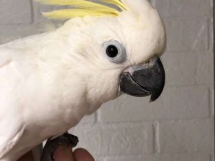 Eleanora Cockatoo for Sale
