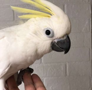 Eleanora Cockatoo for Sale