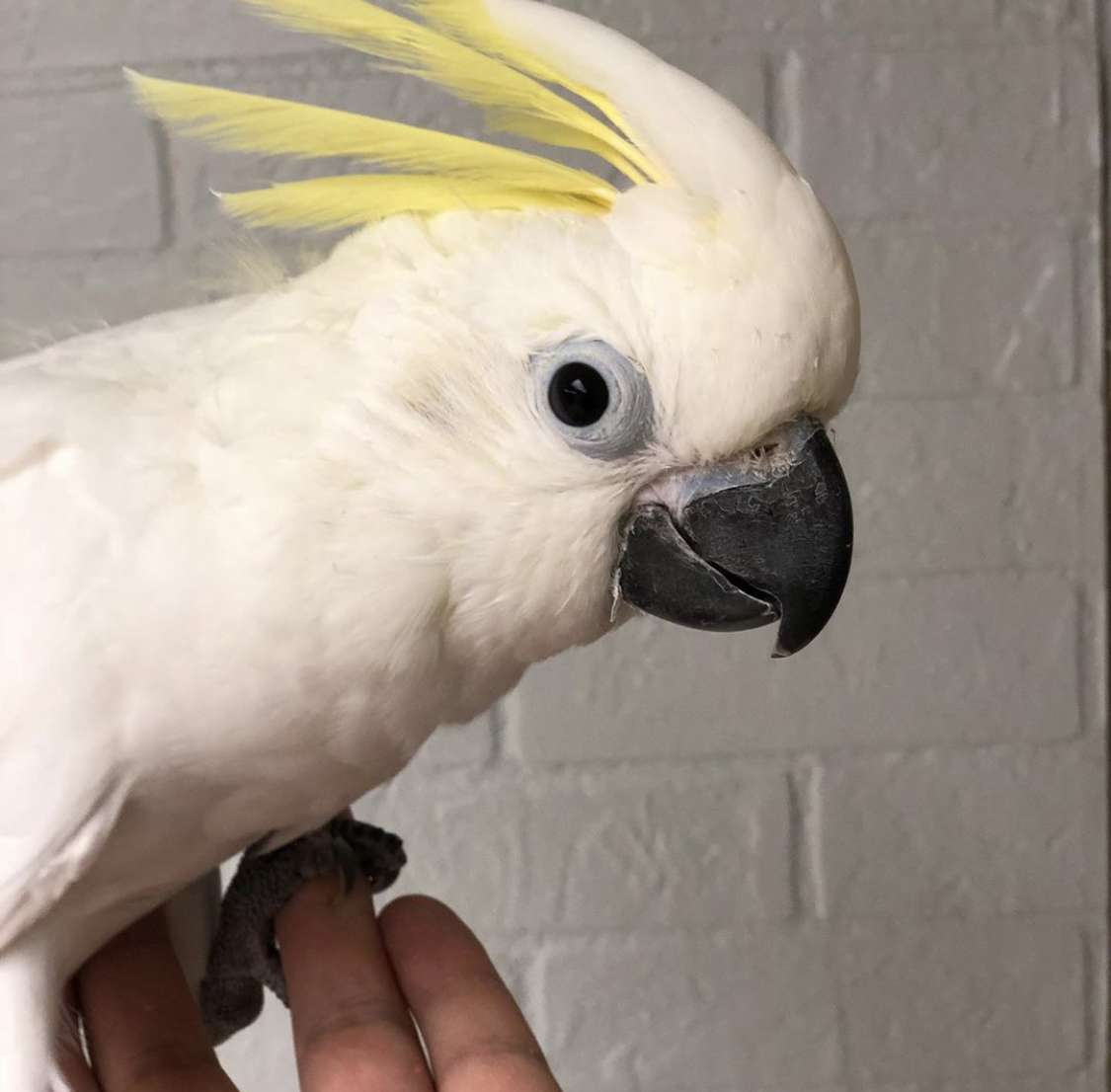 Eleanora Cockatoo for Sale