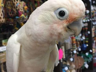Goffin Cockatoos for Sale