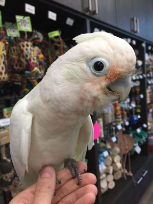 Goffin Cockatoos for Sale