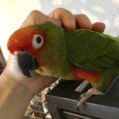 Gold Capped Conure for Sale