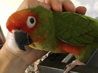 Gold Capped Conure for Sale