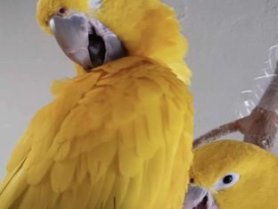 Golden Conure for Sale