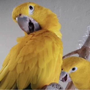 Golden Conure for Sale
