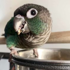 Green Cheek Conure for Sale