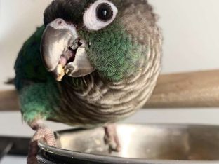 Green Cheek Conure for Sale