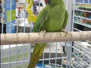Green Indian Parakeet Ringneck For sale