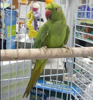 Green Indian Parakeet Ringneck For sale