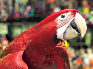 Green Wing Macaw for Sale