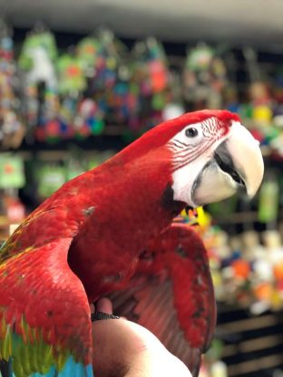 Green Wing Macaw for Sale