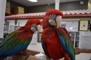 Green Wing Macaws for Sale