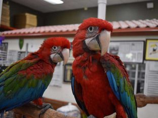 Green Wing Macaws for Sale