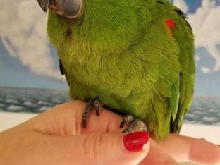 Hahns Macaws for Sale