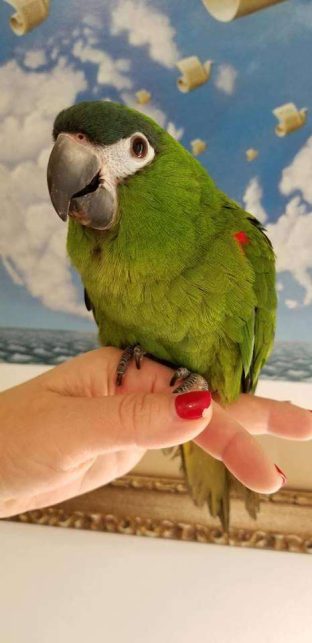 Hahns Macaws for Sale