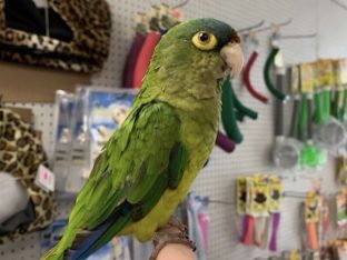 Half Moon Conure for Sale