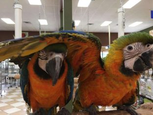 Harlequin Macaw for sale