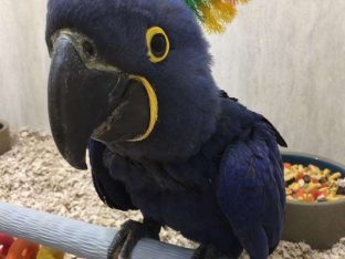 Hyacinth Macaws for Sale
