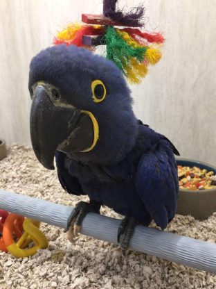 Hyacinth Macaws for Sale