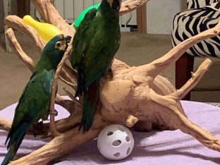 Illigers Macaws for Sale