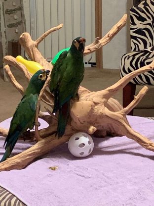 Illigers Macaws for Sale