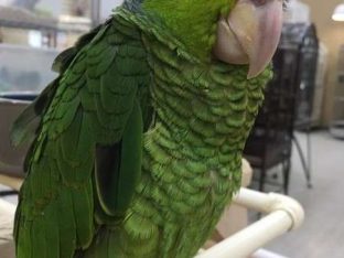 Lilac Crown Amazons for Sale