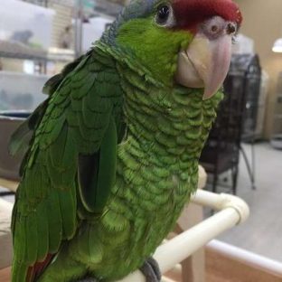 Lilac Crown Amazons for Sale