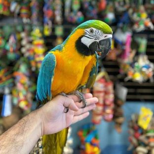 Macaws for sale