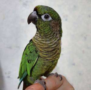 Green Cheeked Conure care guide