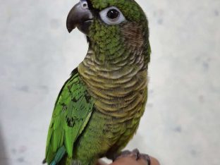 Green Cheeked Conure care guide