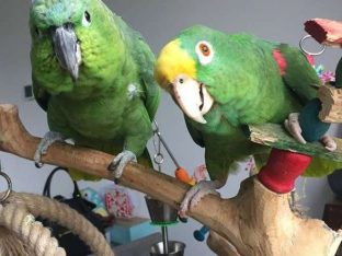 Mealy Amazon Parrot for Sale