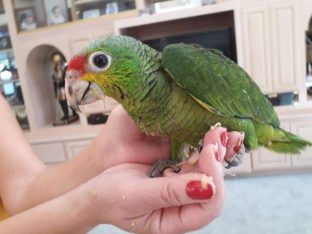 Mexican Red Amazon Parrot for Sale