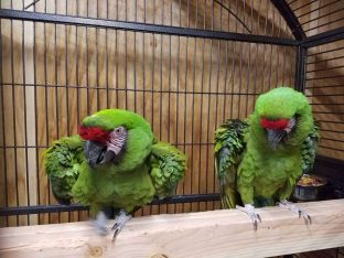 Military Macaws for Sale