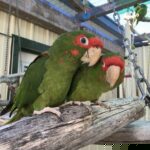 How to Care for Amazon Parrot