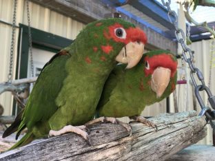 How to Care for Amazon Parrot