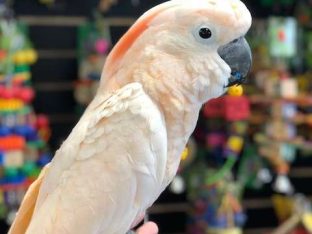 Moluccan Cockatoos for Sale