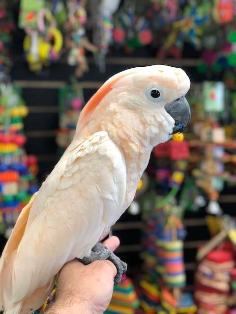 Moluccan Cockatoos for Sale