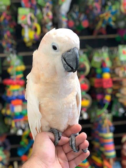 Moluccan Cockatoos for Sale - Image 2