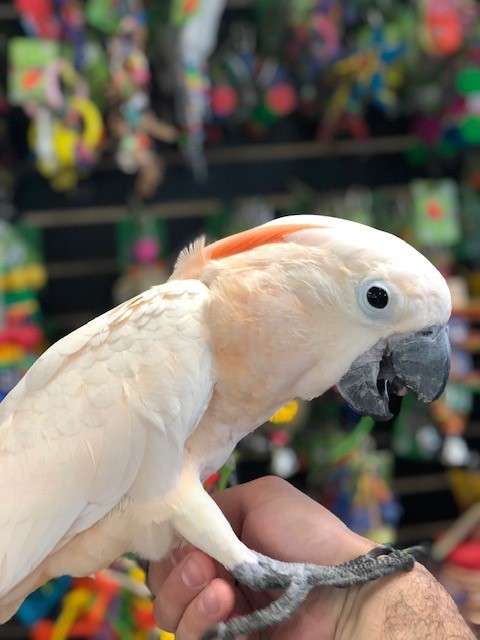Moluccan Cockatoos for Sale - Image 3