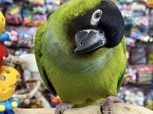 Nanday Conure for Sale