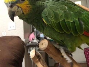 Orange Winged Amazon Parrot for Sale