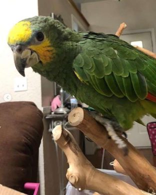 Orange Winged Amazon Parrot for Sale