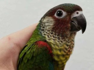 Painted Conure for Sale