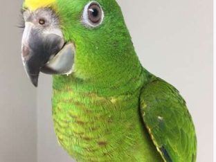 Panama Amazon Parrot for Sale