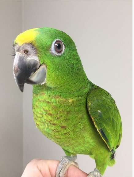 Panama Amazon Parrot for Sale