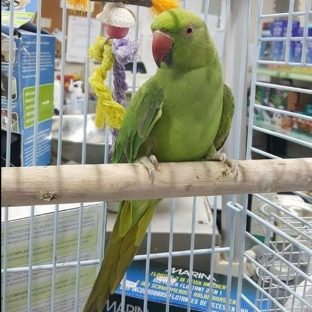 Parakeets for Sale