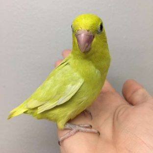 Parrotlets for Sale